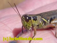 /home//u458753944/public_html/sourcegallery//Insects and small critters/grasshoppers and crickets (Orthoptera)/P1050987.JPG